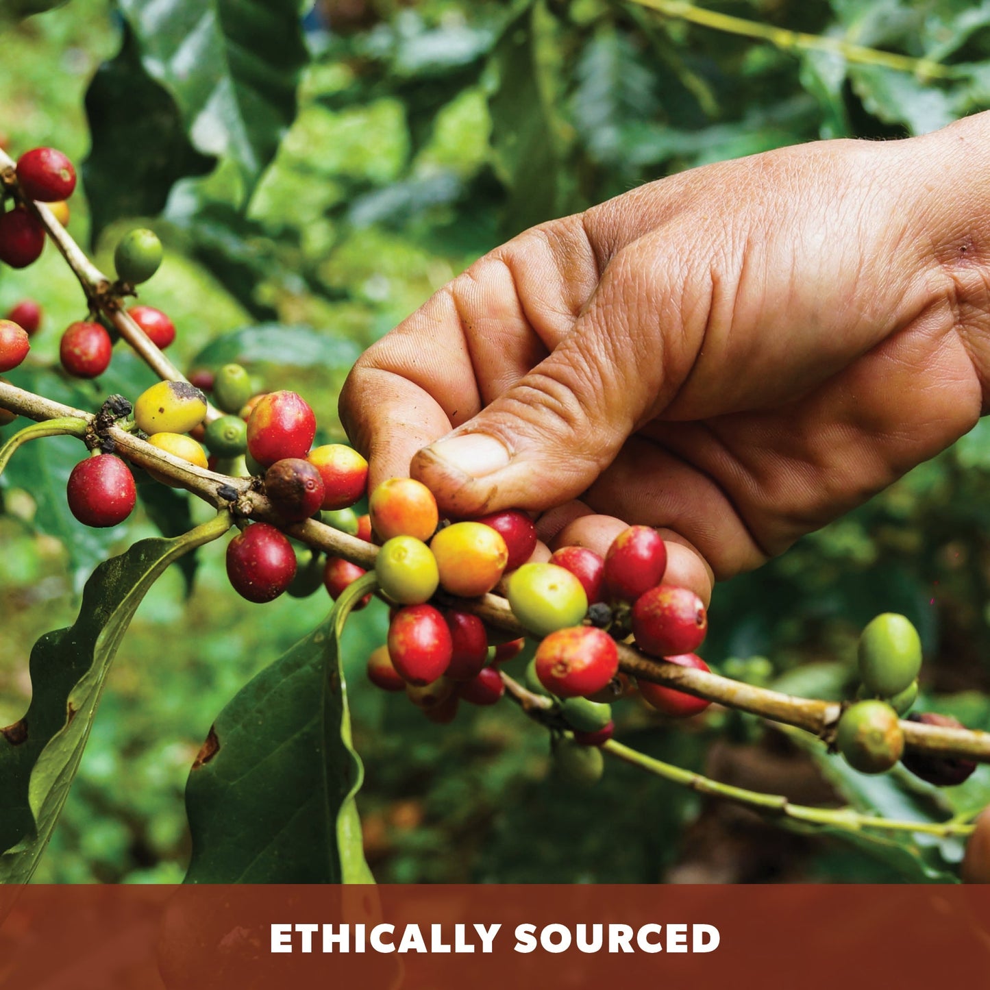 Espresso Organic Blend