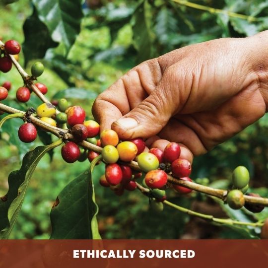 Sumatra Organic